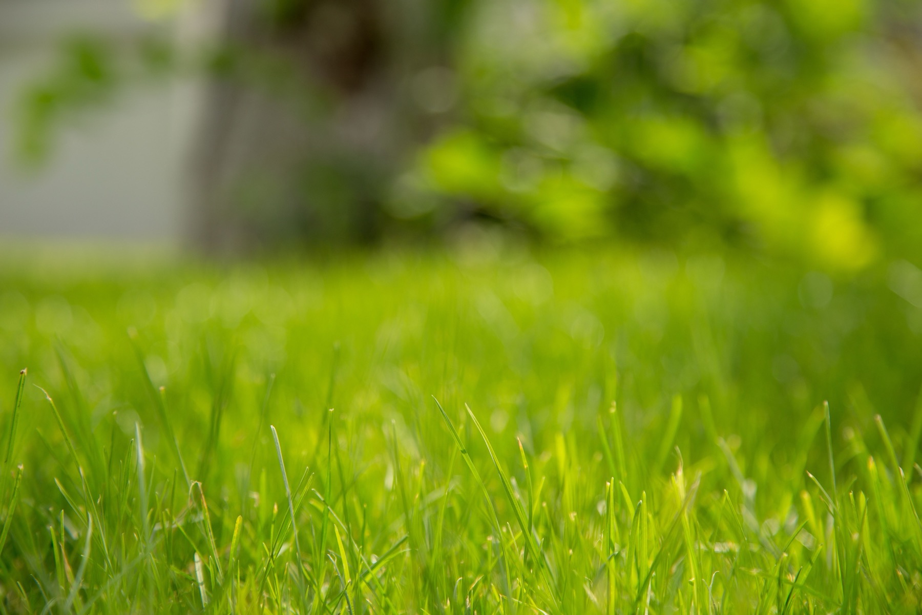 A well-maintained commercial lawn